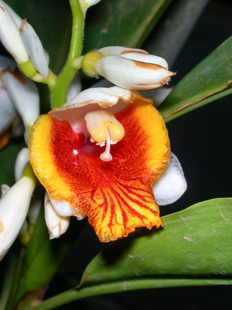 ปุด Alpinia mutica Roxb.<br/>Zingiberaceae